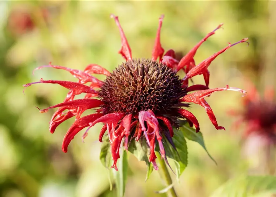 Monarda didyma 'Squaw'