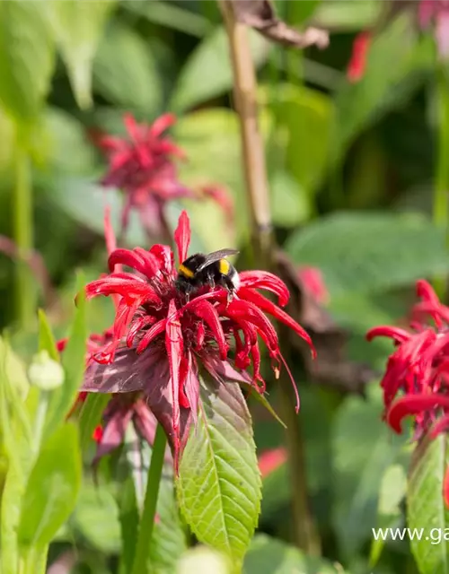 Monarda didyma 'Squaw'