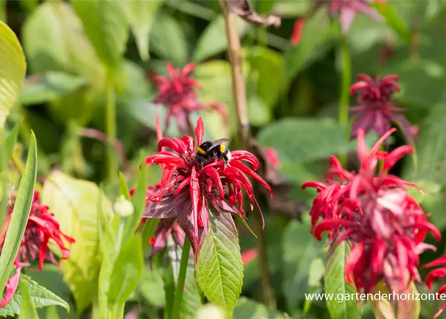 Monarda didyma 'Squaw'