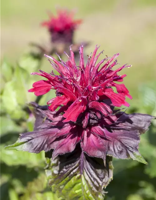 Monarda didyma