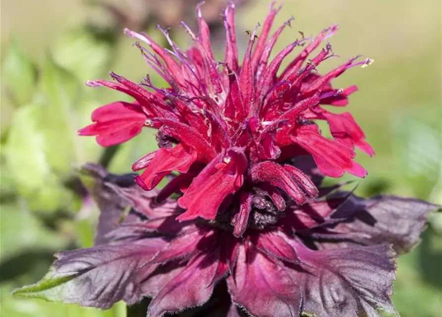 Monarda didyma