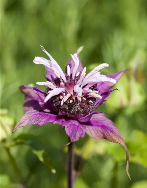 Monarda didyma