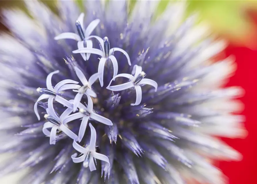 Kugeldistel