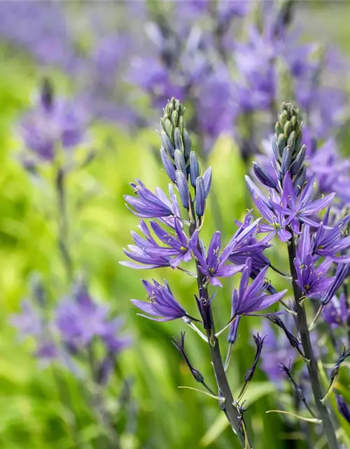 Leichtlin-Prärielilie 'Caerulea'