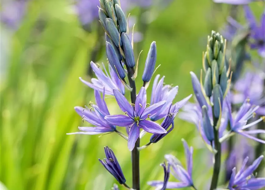 Leichtlin-Prärielilie 'Caerulea'