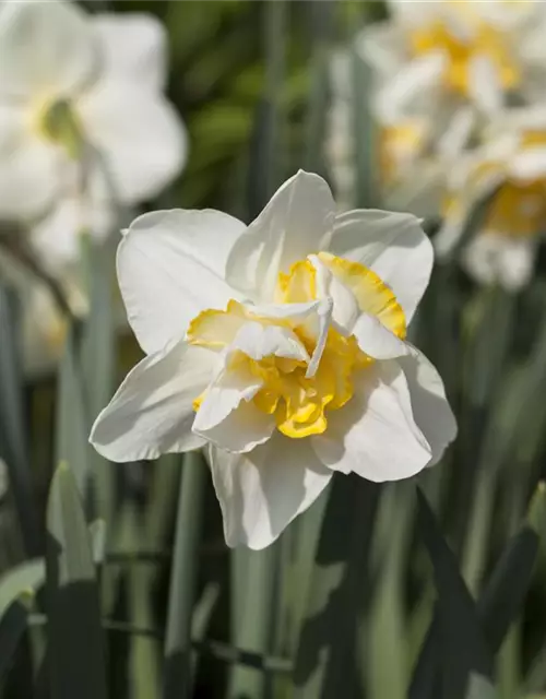 Narzisse 'White Lion'