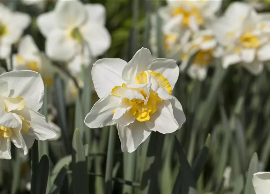 Narzisse 'White Lion'