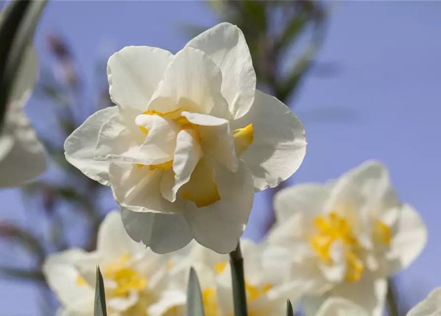 Narzisse 'White Lion'