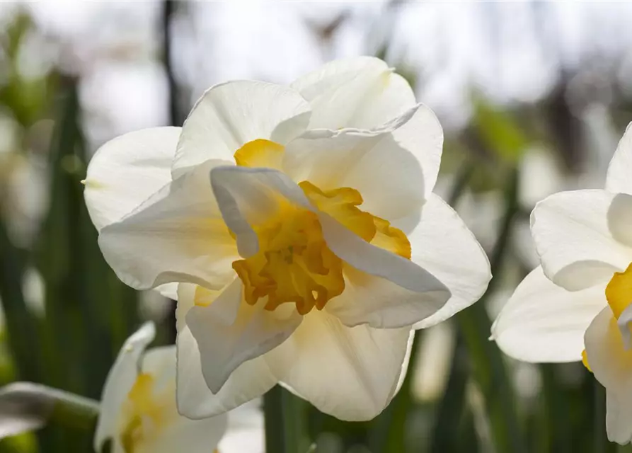 Narzisse 'White Lion'