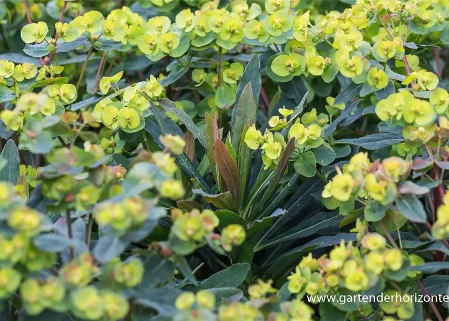 Mandelblättrige Garten-Wolfsmilch 'Purpurea'