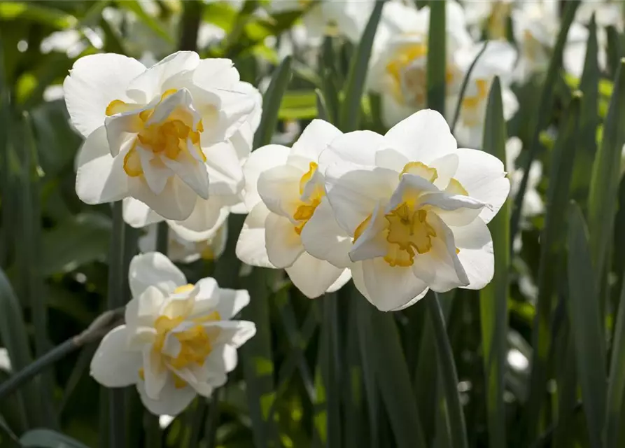 Narzisse 'White Lion'