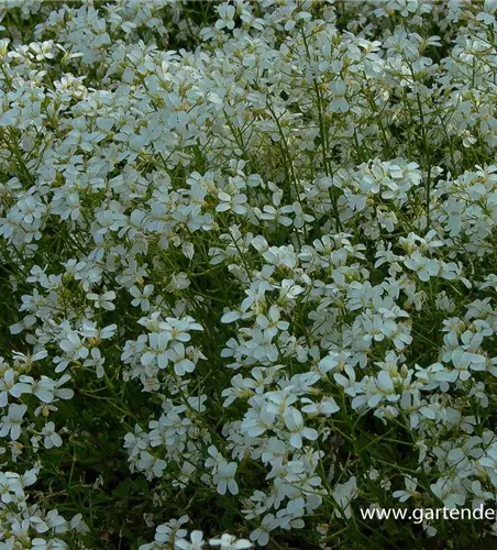 Karpaten-Schaumkresse 'Glacier'