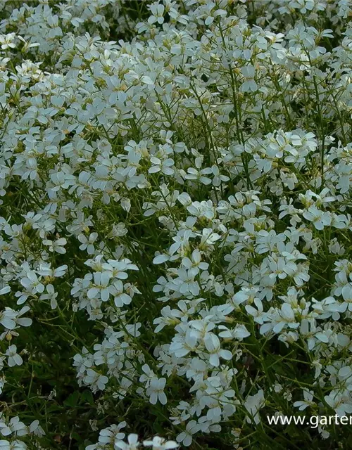 Karpaten-Schaumkresse 'Glacier'