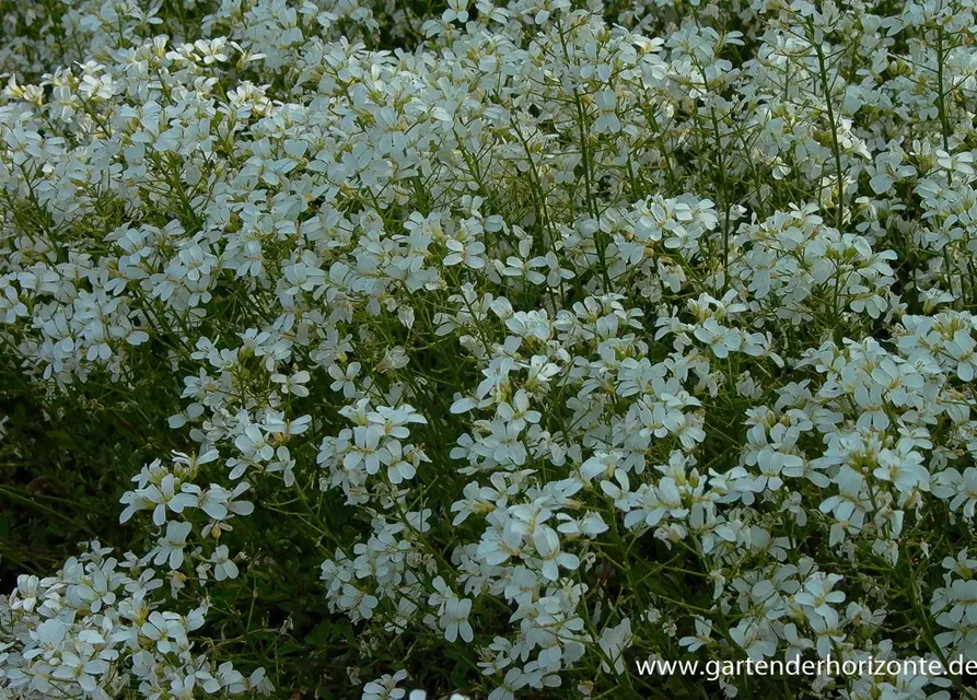 Karpaten-Schaumkresse 'Glacier'