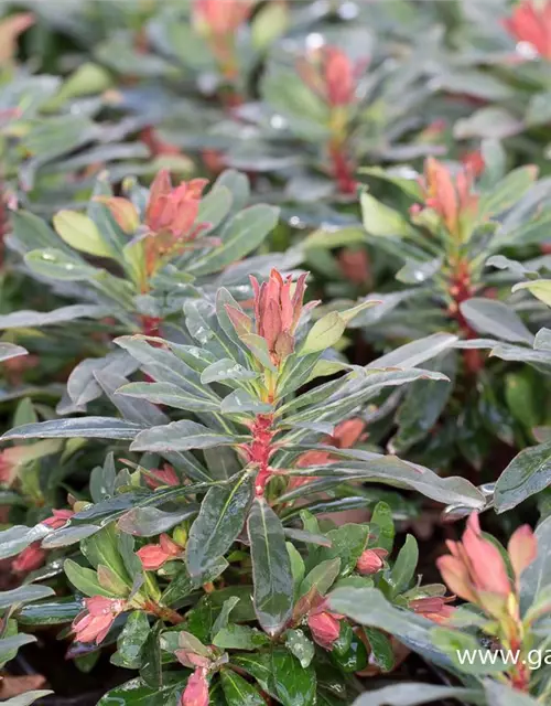 Mandelblättrige Garten-Wolfsmilch 'Purpurea'