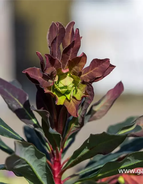 Mandelblättrige Garten-Wolfsmilch 'Purpurea'