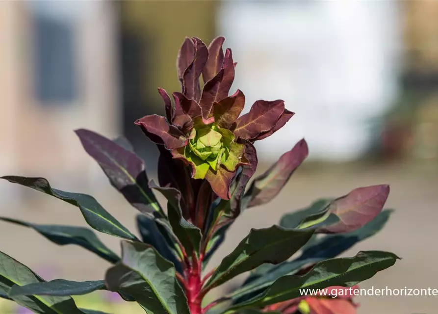 Mandelblättrige Garten-Wolfsmilch 'Purpurea'