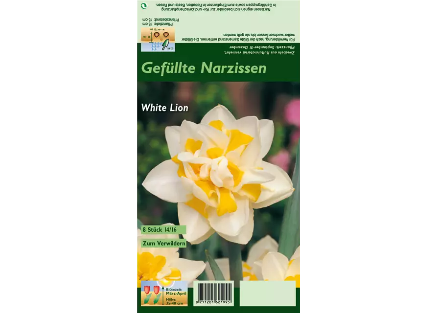 Narzisse 'White Lion'