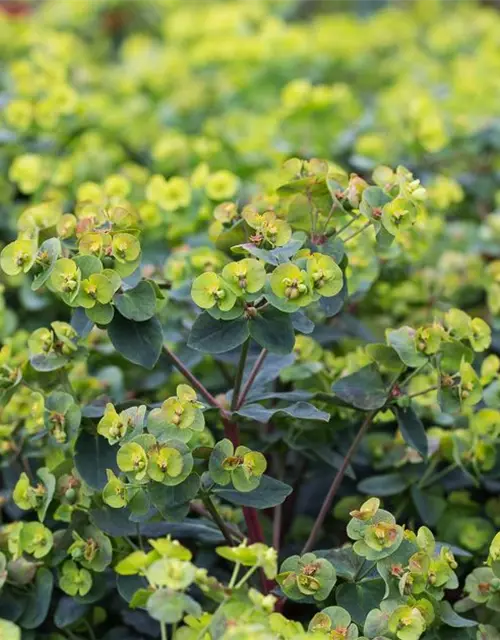 Mandelblättrige Garten-Wolfsmilch 'Purpurea'