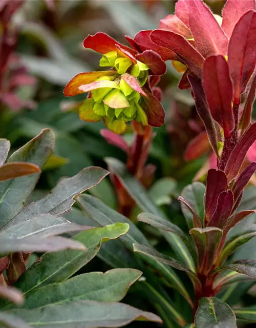 Mandelblättrige Garten-Wolfsmilch 'Purpurea'