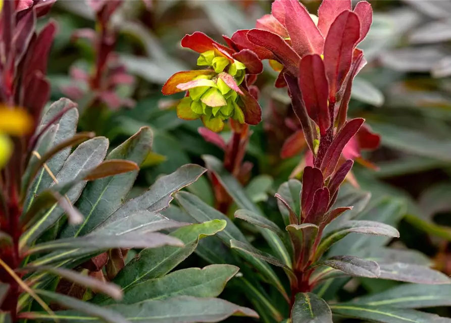 Mandelblättrige Garten-Wolfsmilch 'Purpurea'