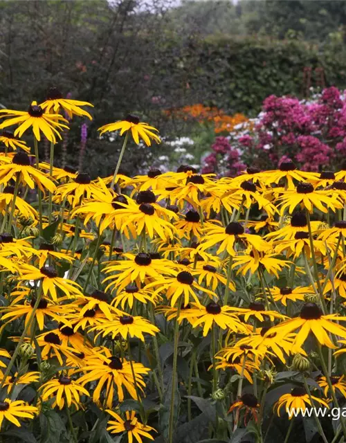 Leuchtender Garten-Sonnenhut 'Goldsturm'