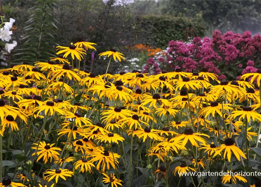 Leuchtender Garten-Sonnenhut 'Goldsturm'