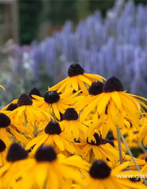 Leuchtender Garten-Sonnenhut 'Goldsturm'