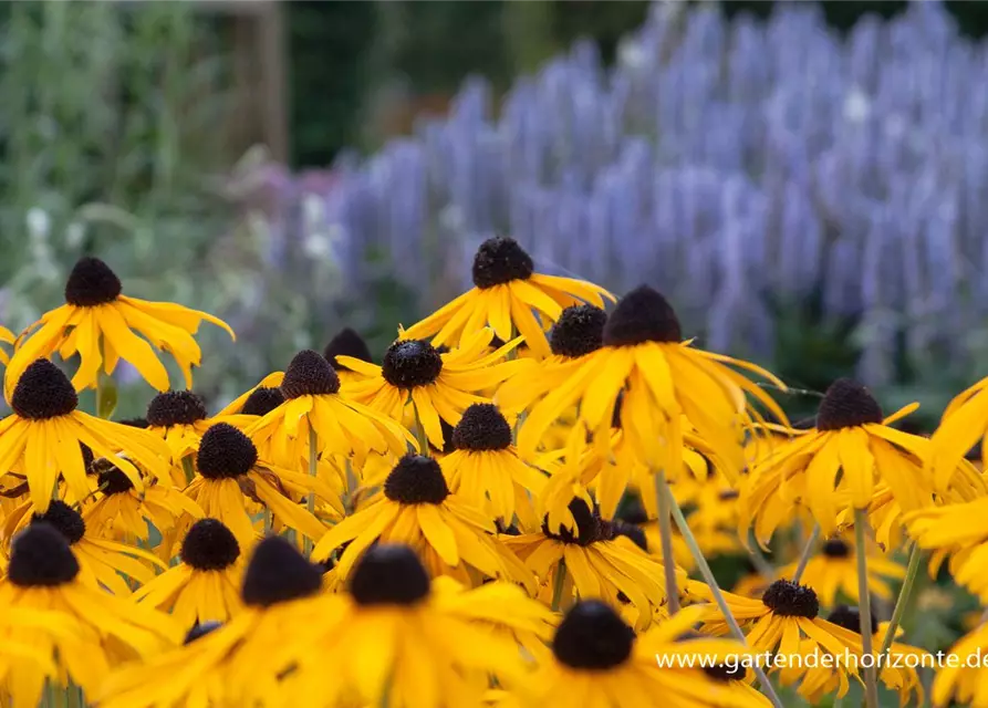 Leuchtender Garten-Sonnenhut 'Goldsturm'