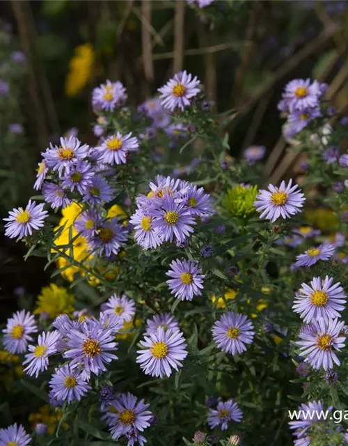 Kleinblütige Herbst-Aster 'Freiburg'