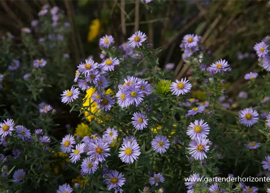 Kleinblütige Herbst-Aster 'Freiburg'