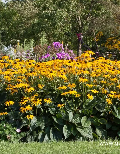 Leuchtender Garten-Sonnenhut 'Goldsturm'