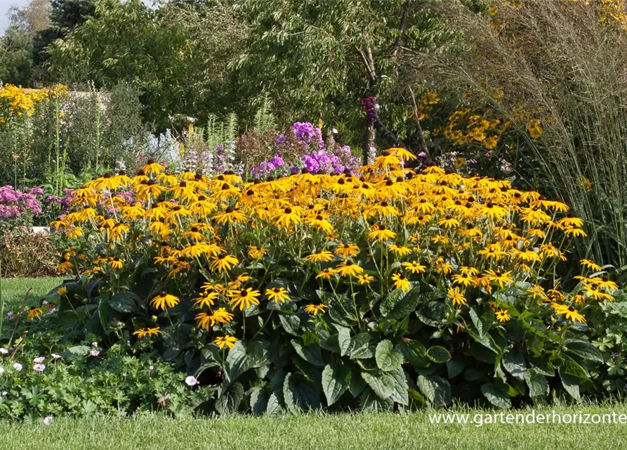 Leuchtender Garten-Sonnenhut 'Goldsturm'