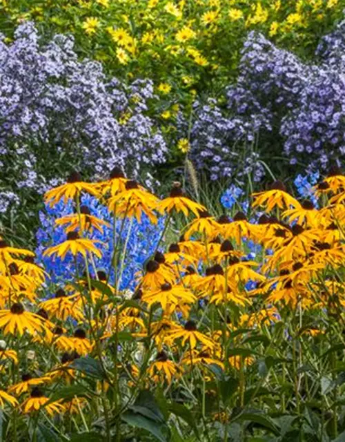 Leuchtender Garten-Sonnenhut 'Goldsturm'