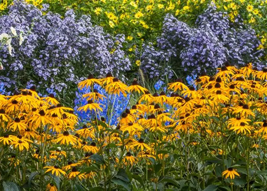 Leuchtender Garten-Sonnenhut 'Goldsturm'