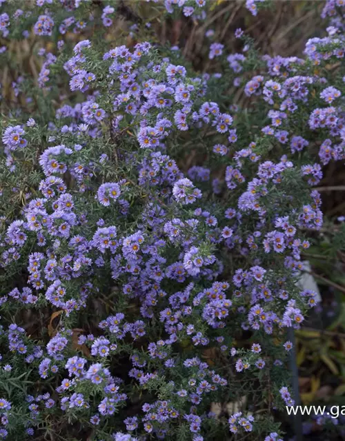 Kleinblütige Herbst-Aster 'Freiburg'