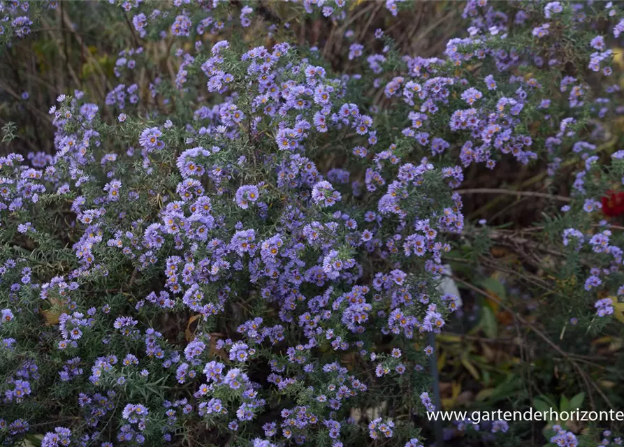 Kleinblütige Herbst-Aster 'Freiburg'