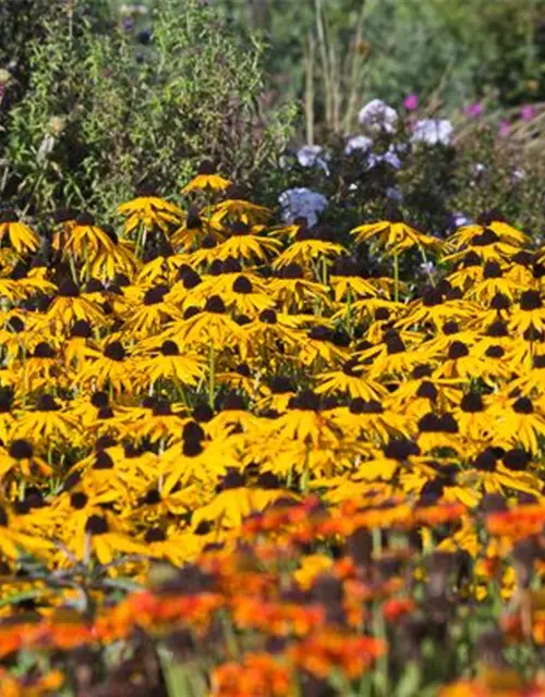 Leuchtender Garten-Sonnenhut 'Goldsturm'