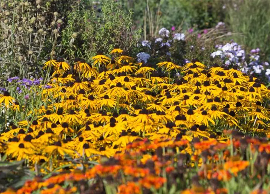 Leuchtender Garten-Sonnenhut 'Goldsturm'