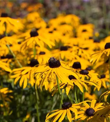 Leuchtender Garten-Sonnenhut 'Goldsturm'