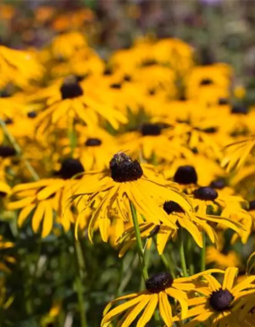 Leuchtender Garten-Sonnenhut 'Goldsturm'