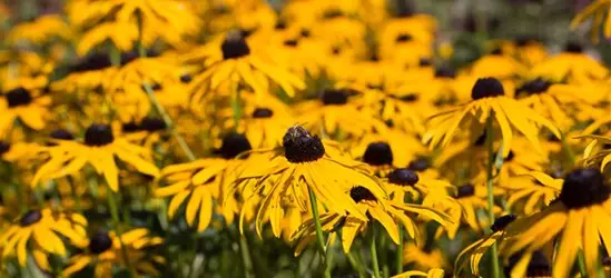 Leuchtender Garten-Sonnenhut 'Goldsturm'