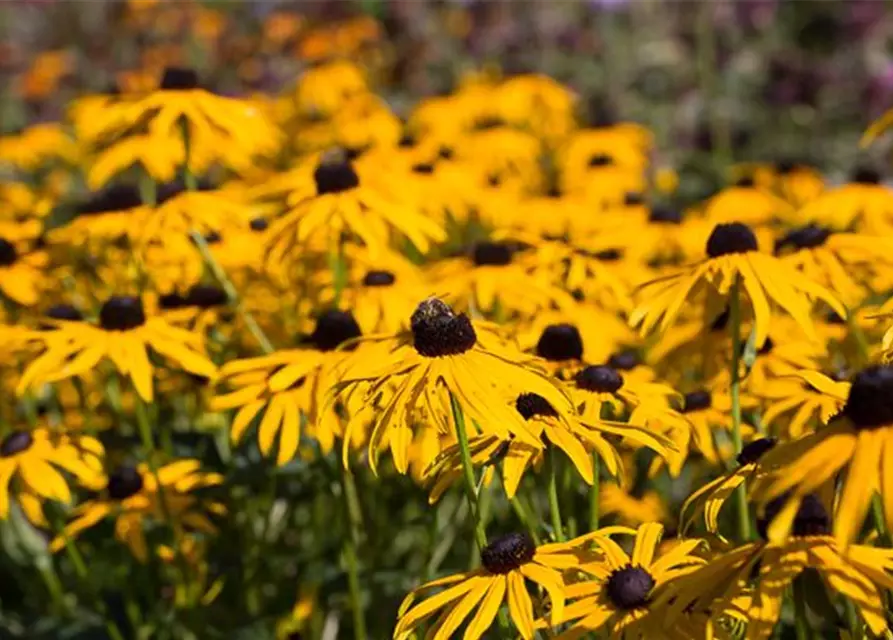 Leuchtender Garten-Sonnenhut 'Goldsturm'