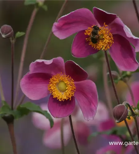 Japan-Herbst-Anemone 'Splendens'