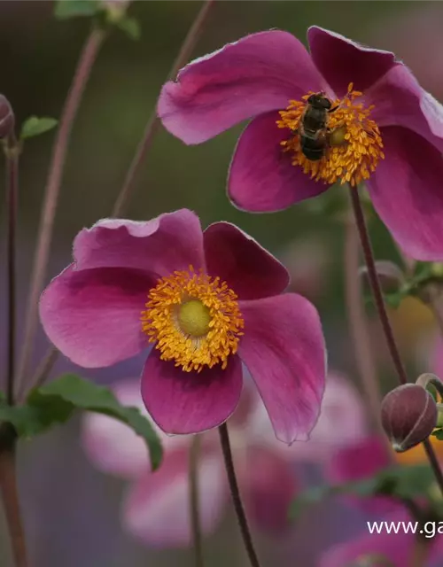 Japan-Herbst-Anemone 'Splendens'