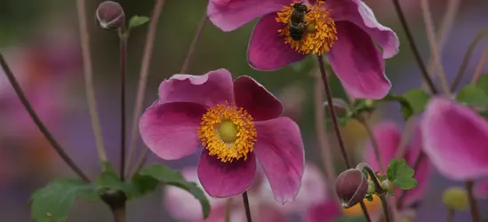 Japan-Herbst-Anemone 'Splendens'