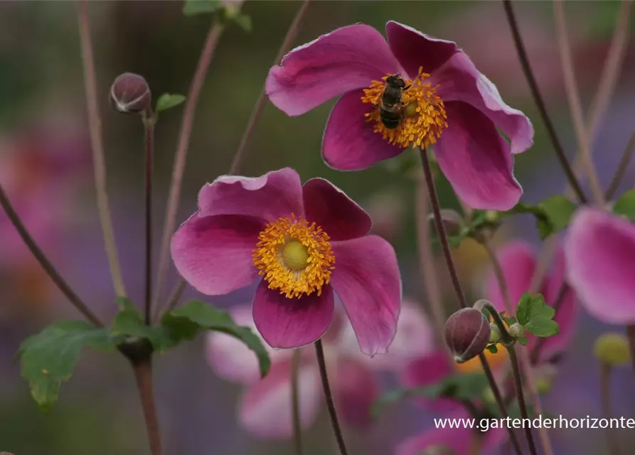 Japan-Herbst-Anemone 'Splendens'