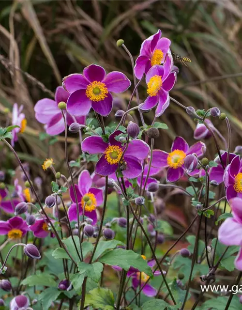 Japan-Herbst-Anemone 'Splendens'