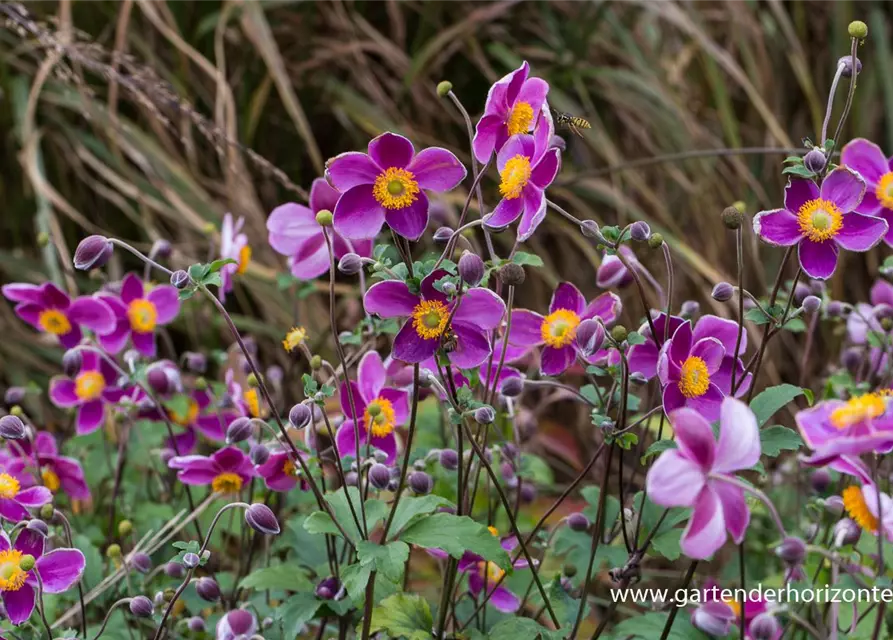 Japan-Herbst-Anemone 'Splendens'