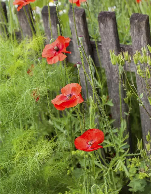 Klatsch-Mohn